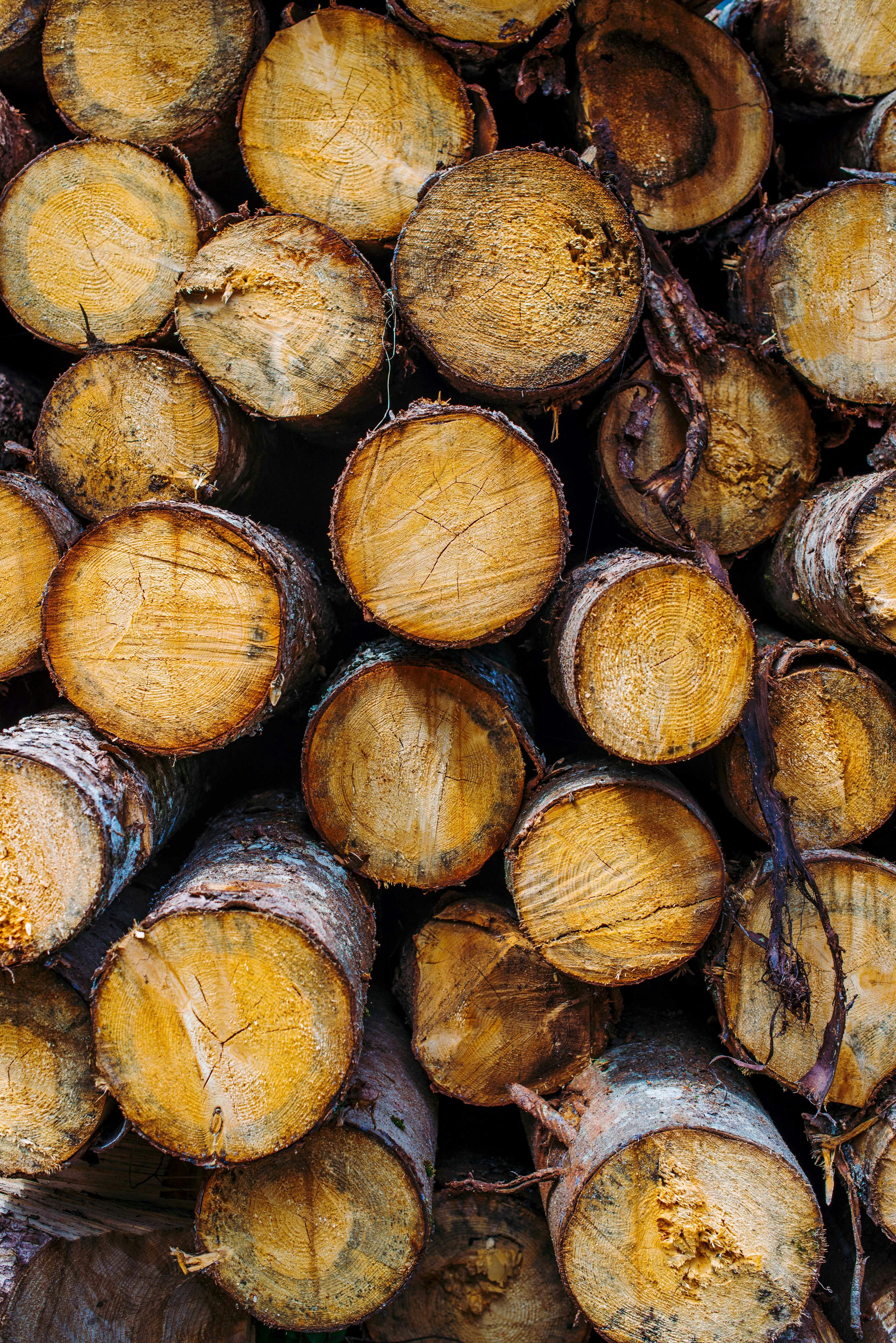 brown and black wood logs